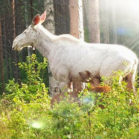 Bograngen Lgh C Lägenhet Brograngen Exteriör bild