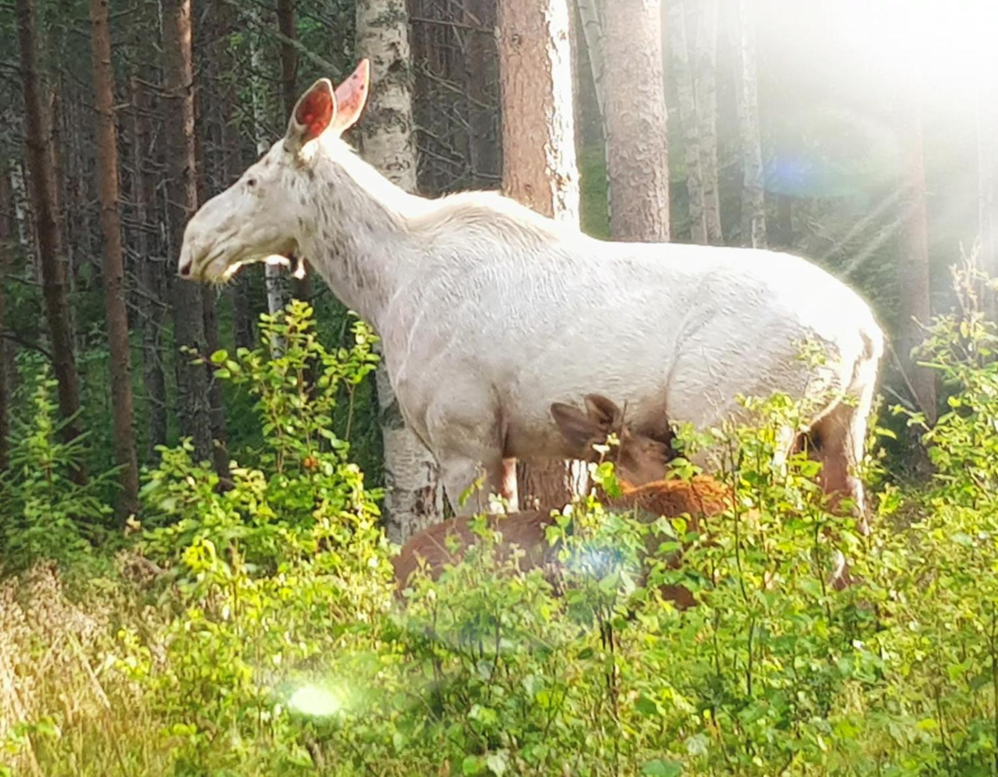 Bograngen Lgh C Lägenhet Brograngen Exteriör bild
